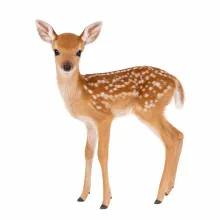 Fawn — AWA-099