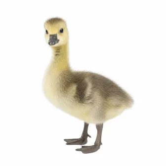 Gosling — AWA-099