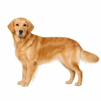 Golden Retriever — AWA-099