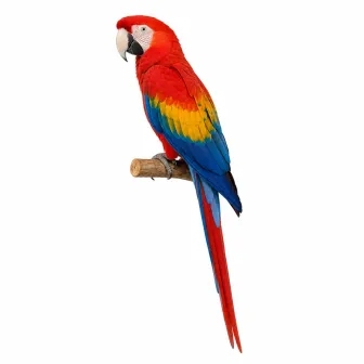 Scarlet Macaw — AWA-099